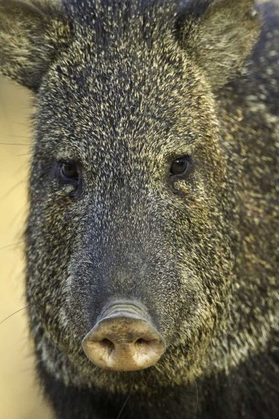 Texas Frontal view of collard peccary